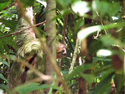 Image of Brown-throated Three-toed Sloth