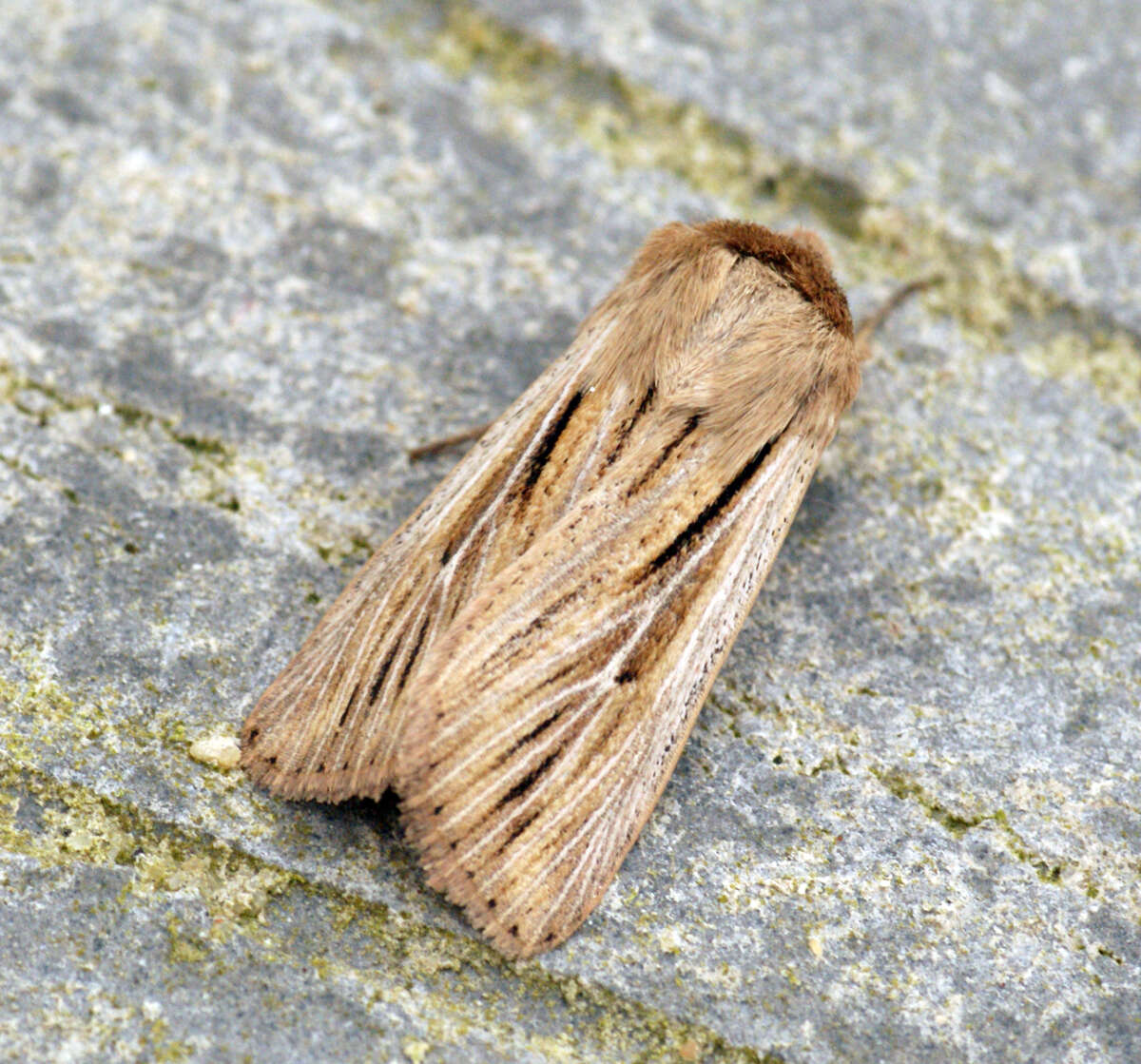 Image of shoulder-striped wainscot