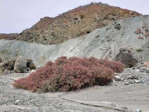 Image of Rhus lentii Kellogg