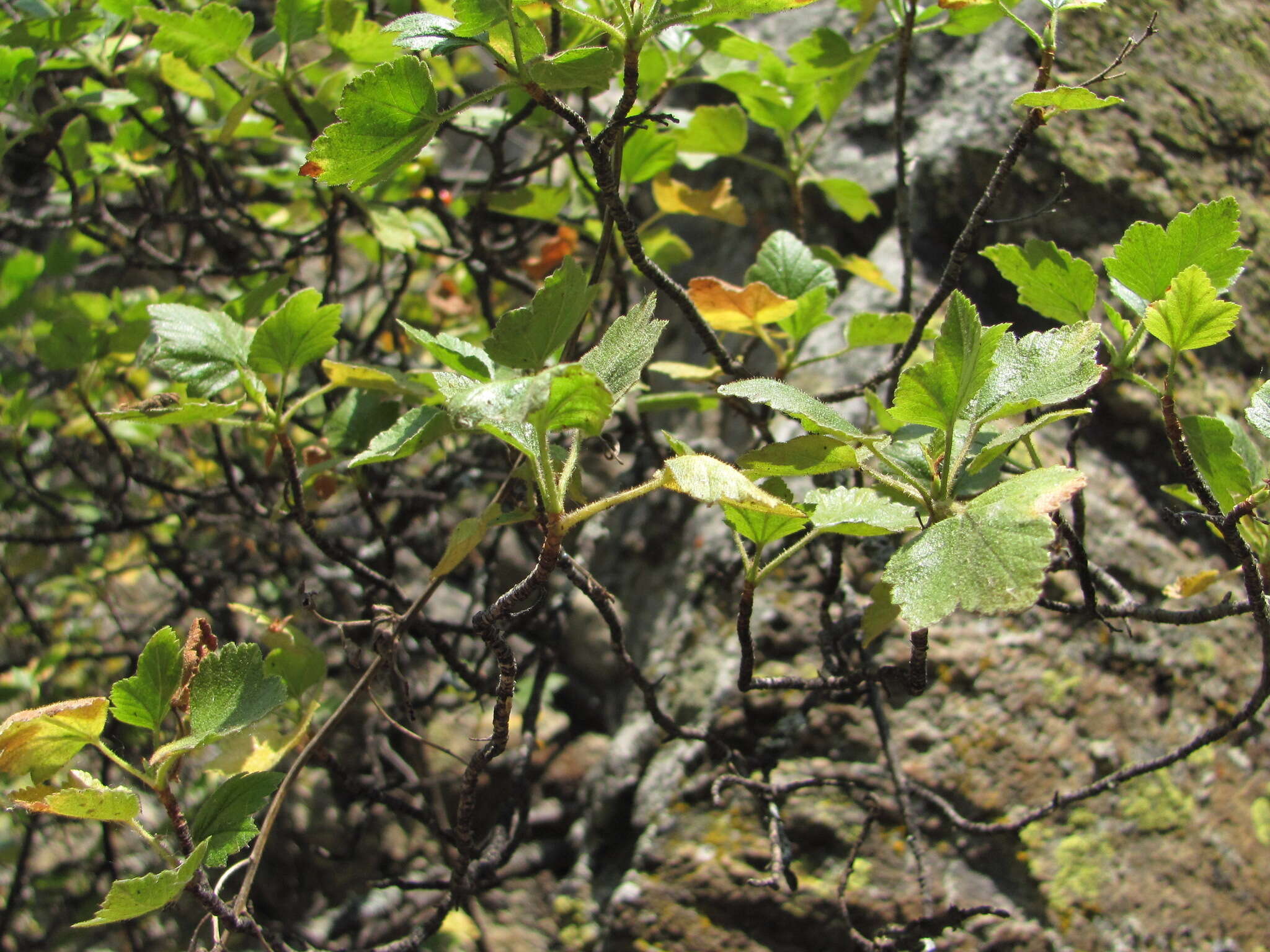 Image of Ribes orientale Desf.