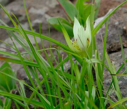 Image of African crocus