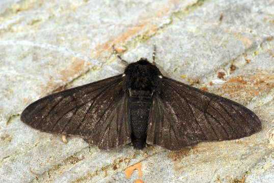 Image of peppered moth