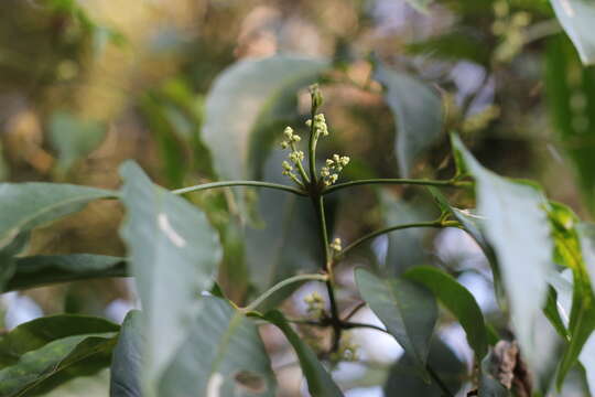 Image of Melicope pteleifolia (Champ. ex Benth.) T. G. Hartley