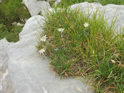 Image of Leontopodium nivale subsp. alpinum (Cass.) Greuter