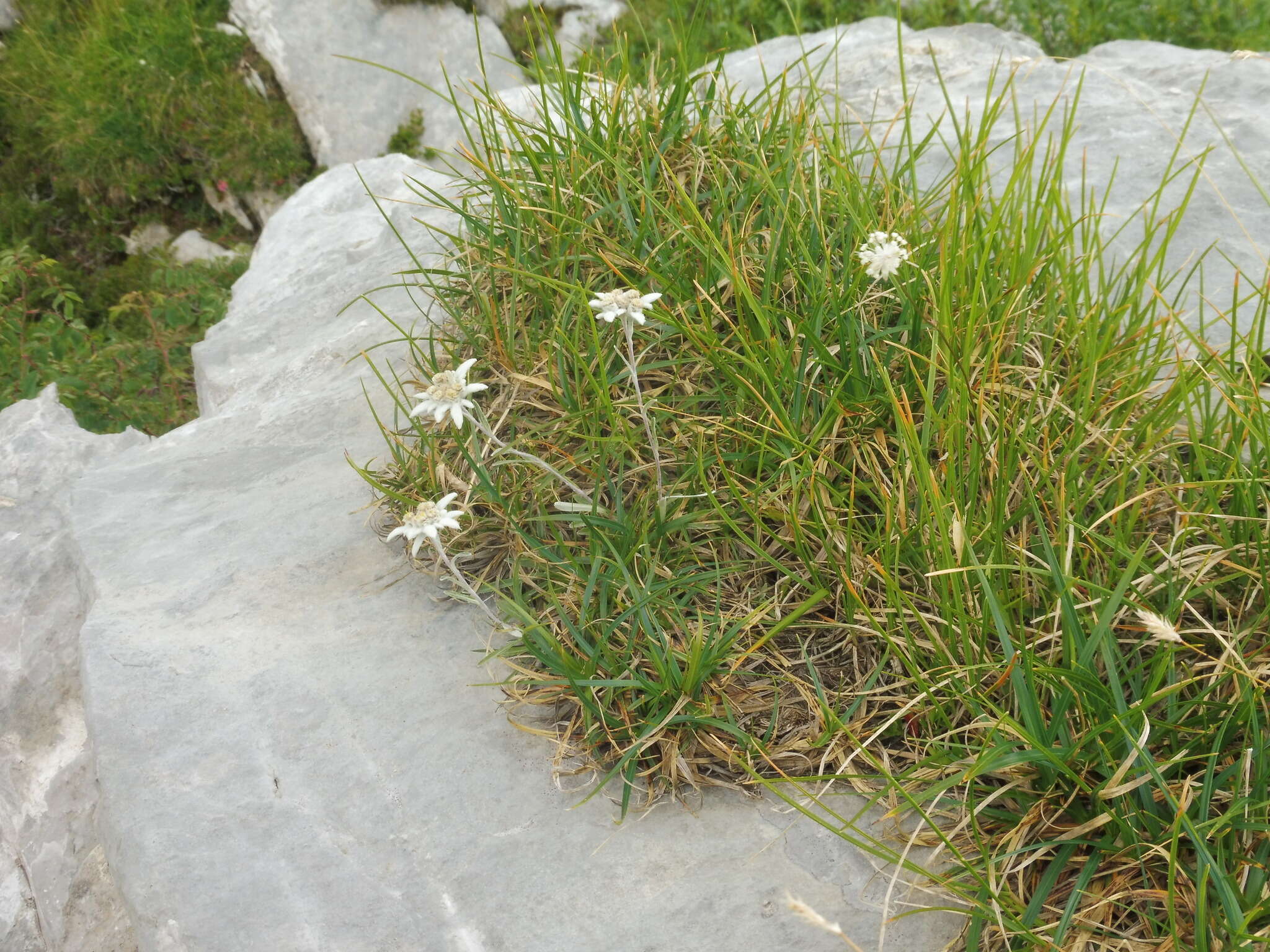 صورة Leontopodium nivale subsp. alpinum (Cass.) Greuter