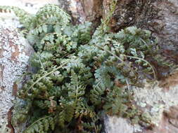 Image of Asplenium foreziense Le Grand ex Magnier