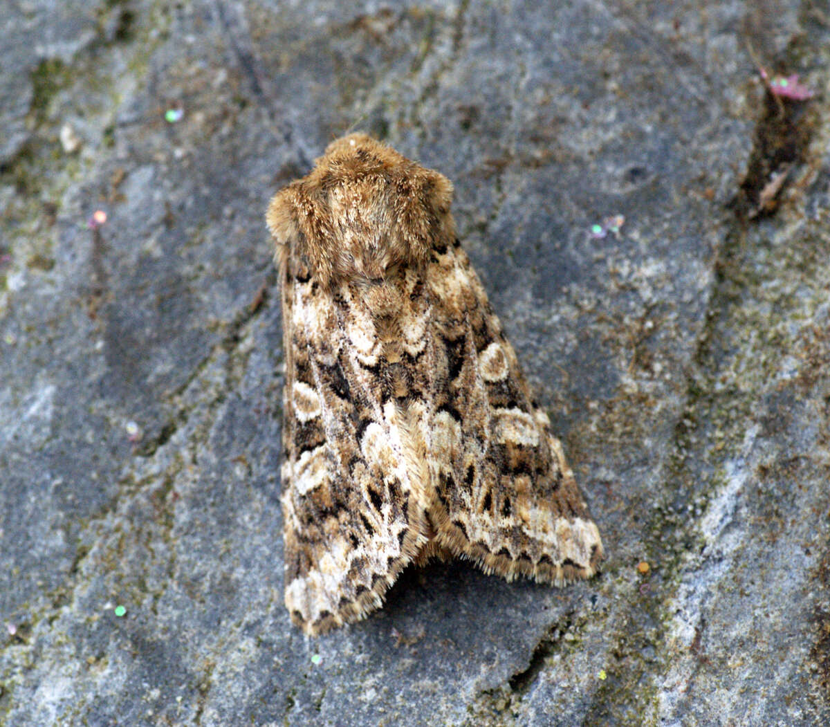 Image of tawny shears