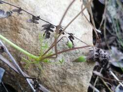 Imagem de Oxalis bifida Thunb.