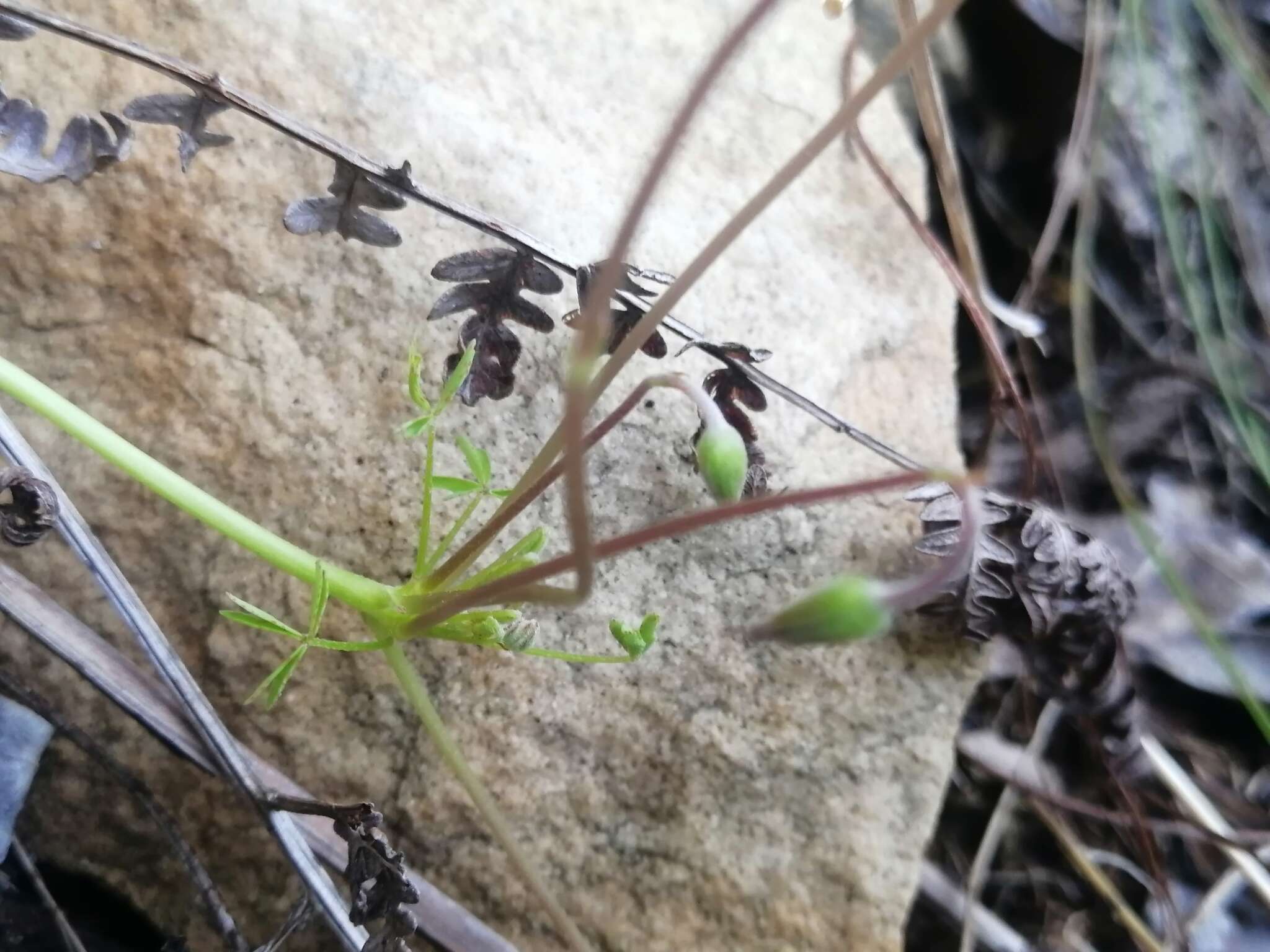 Sivun Oxalis bifida Thunb. kuva