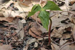 Image of red trillium