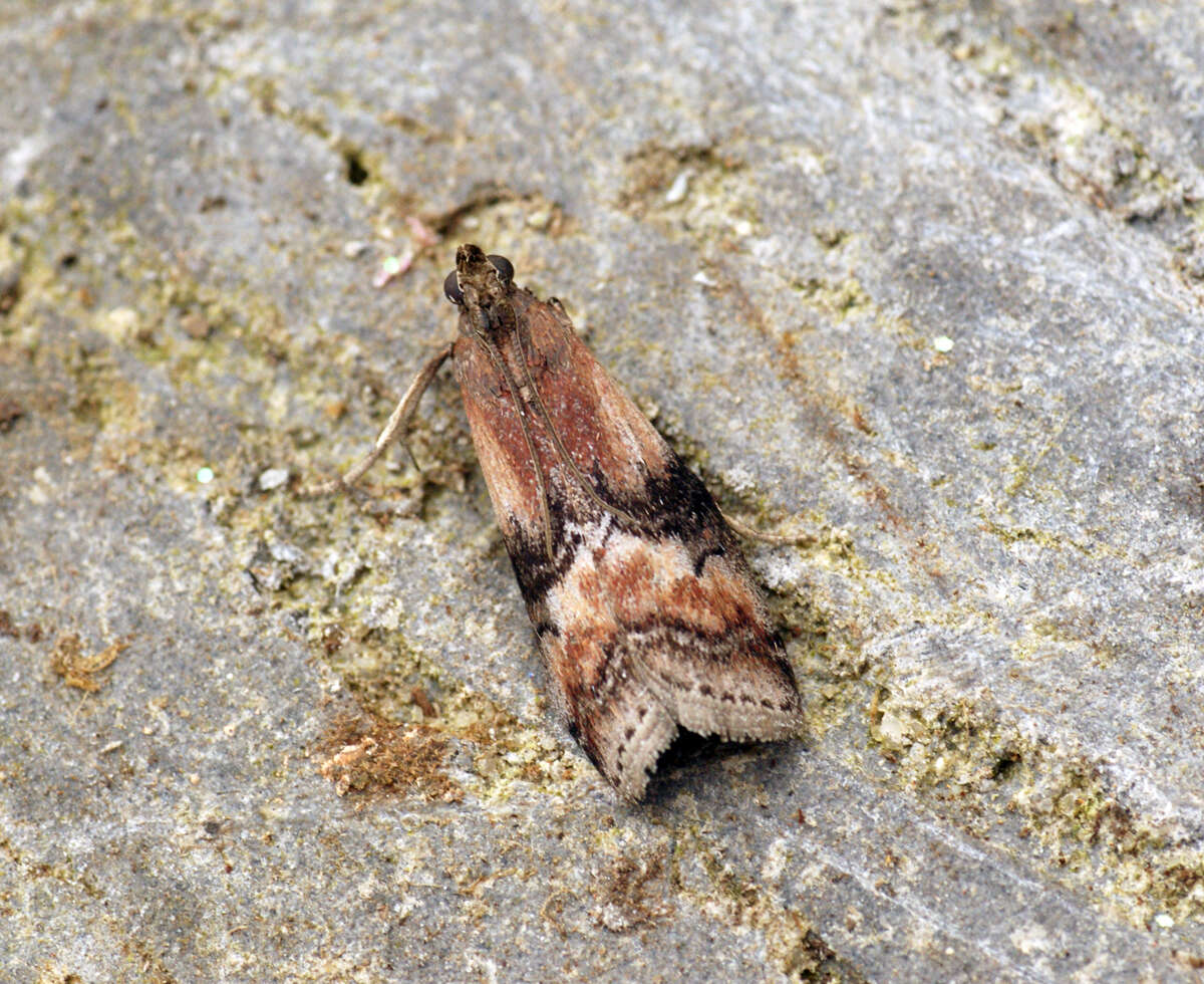 Image de Rhodophaea formosa Haworth 1811