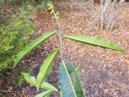 Image of Rinorea spinosa (Tul.) Baill.