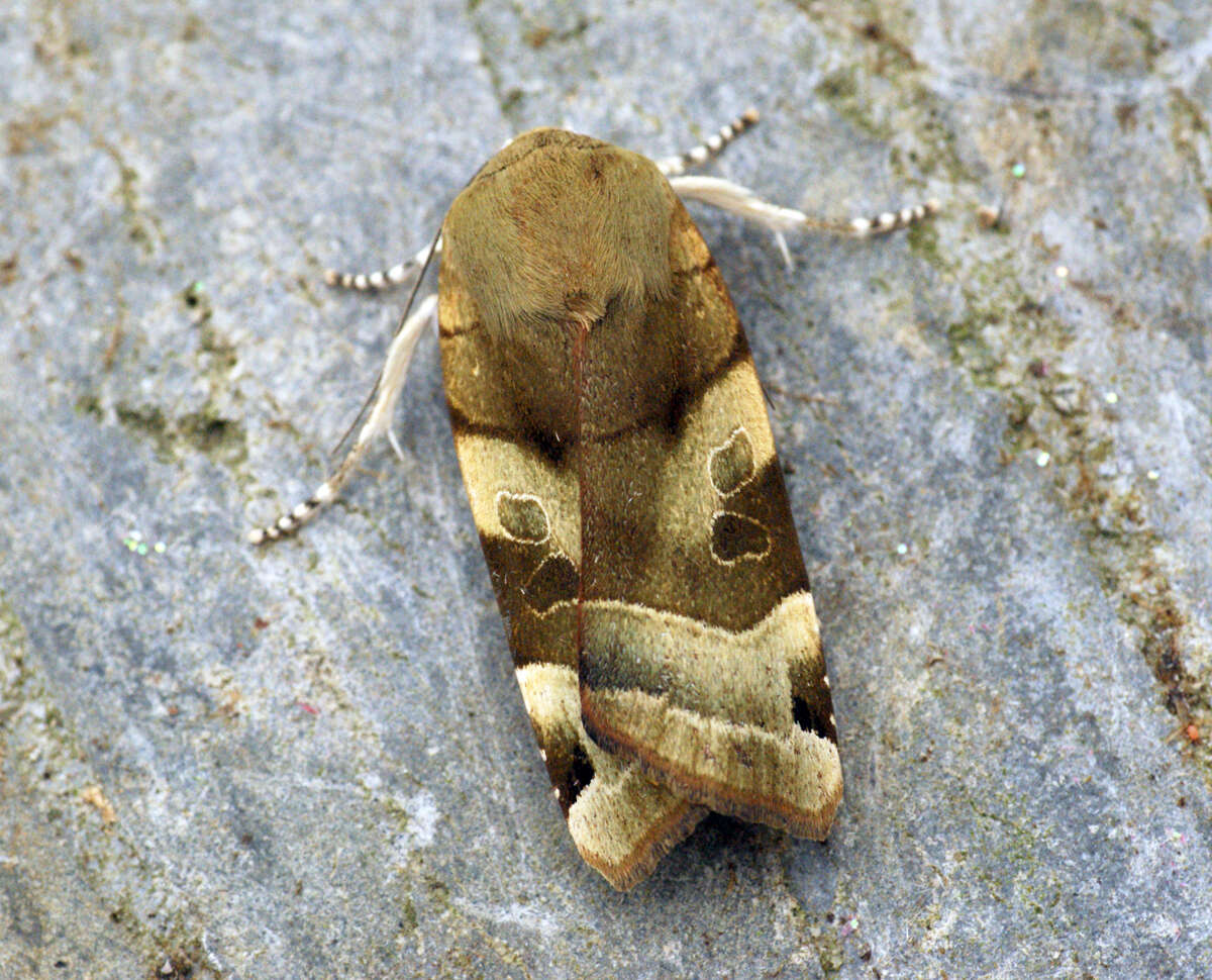 Image of broad-bordered yellow underwing