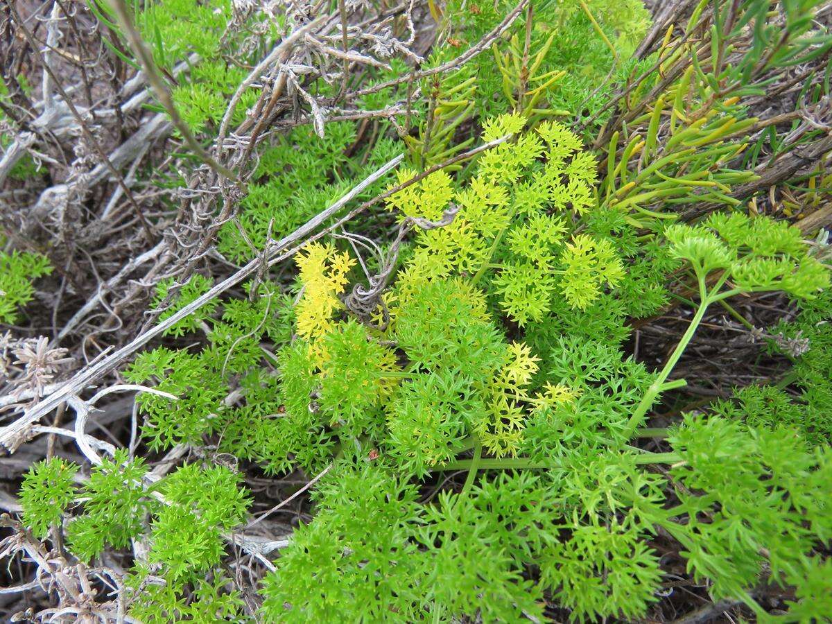 Image of Annesorhiza macrocarpa Eckl. & Zeyh.