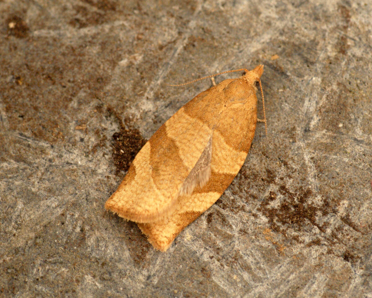 Image of barred fruit-tree tortrix