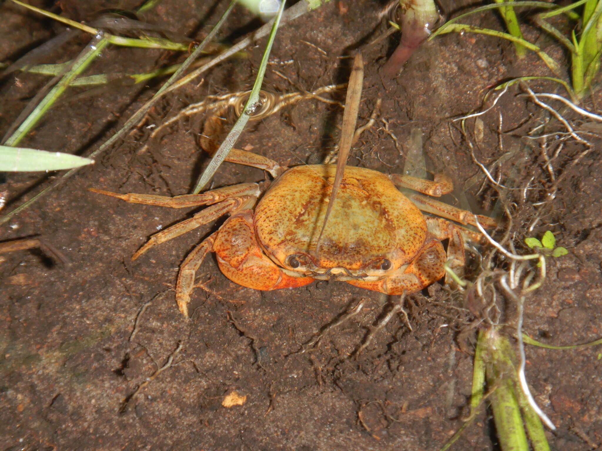 Image of Austrothelphusa angustifrons (A. Milne-Edwards 1869)