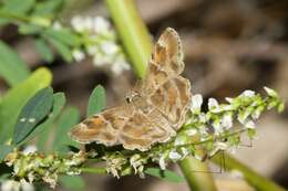 Image of Arizona Powdered-Skipper