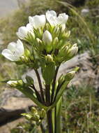 صورة Gentianella corymbifera (T. Kirk) Holub