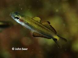 Image of Arrow dart-goby