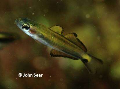 Image of Arrow dart-goby