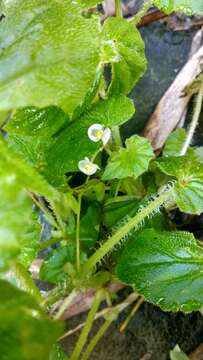 Image of Brazilian Begonia