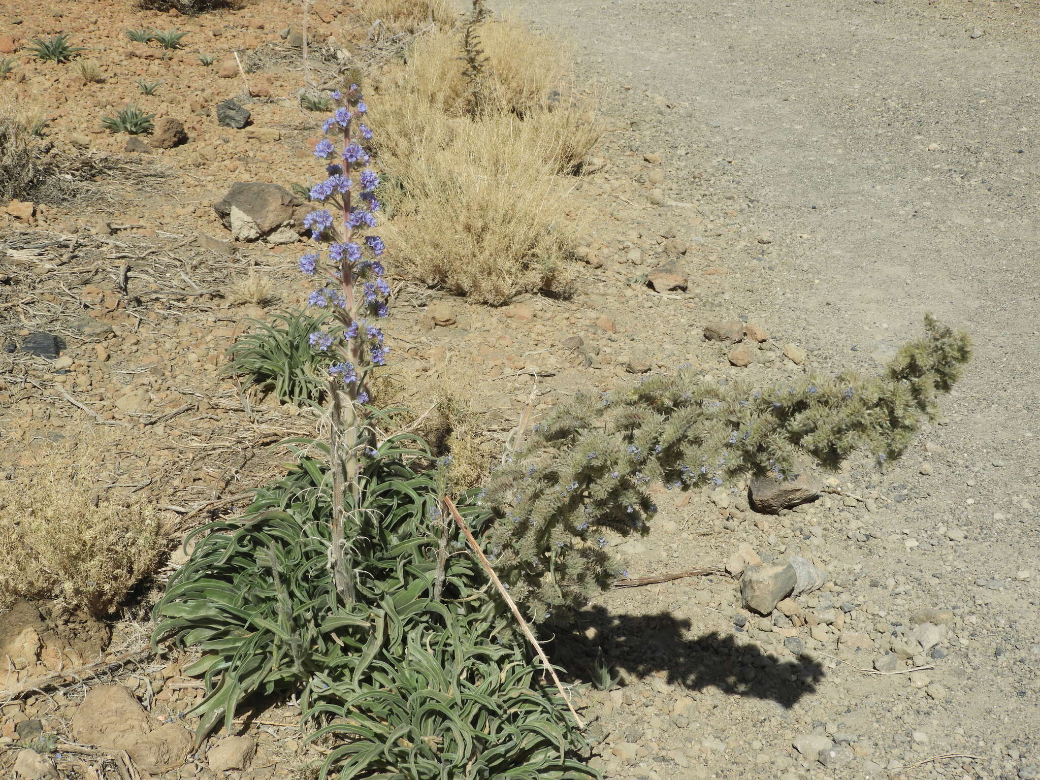 Слика од Echium auberianum Webb & Berth.