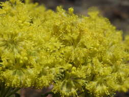 Image of Piper's golden buckwheat