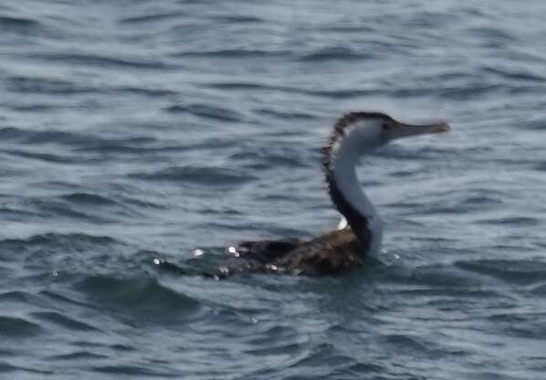 Image of Phalacrocorax varius hypoleucos (Brandt & JF 1837)