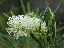 Image de Grevillea exul Lindl.