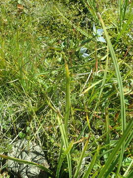 Image of Lomatogonium carinthiacum (Wulfen) Reichenb.