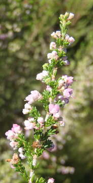 Image of hairy grey heather