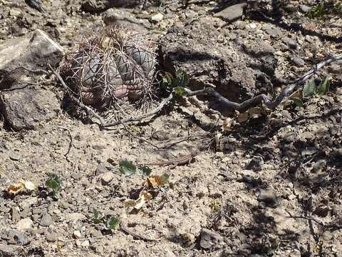 Image of Eastern Side-blotched Lizard