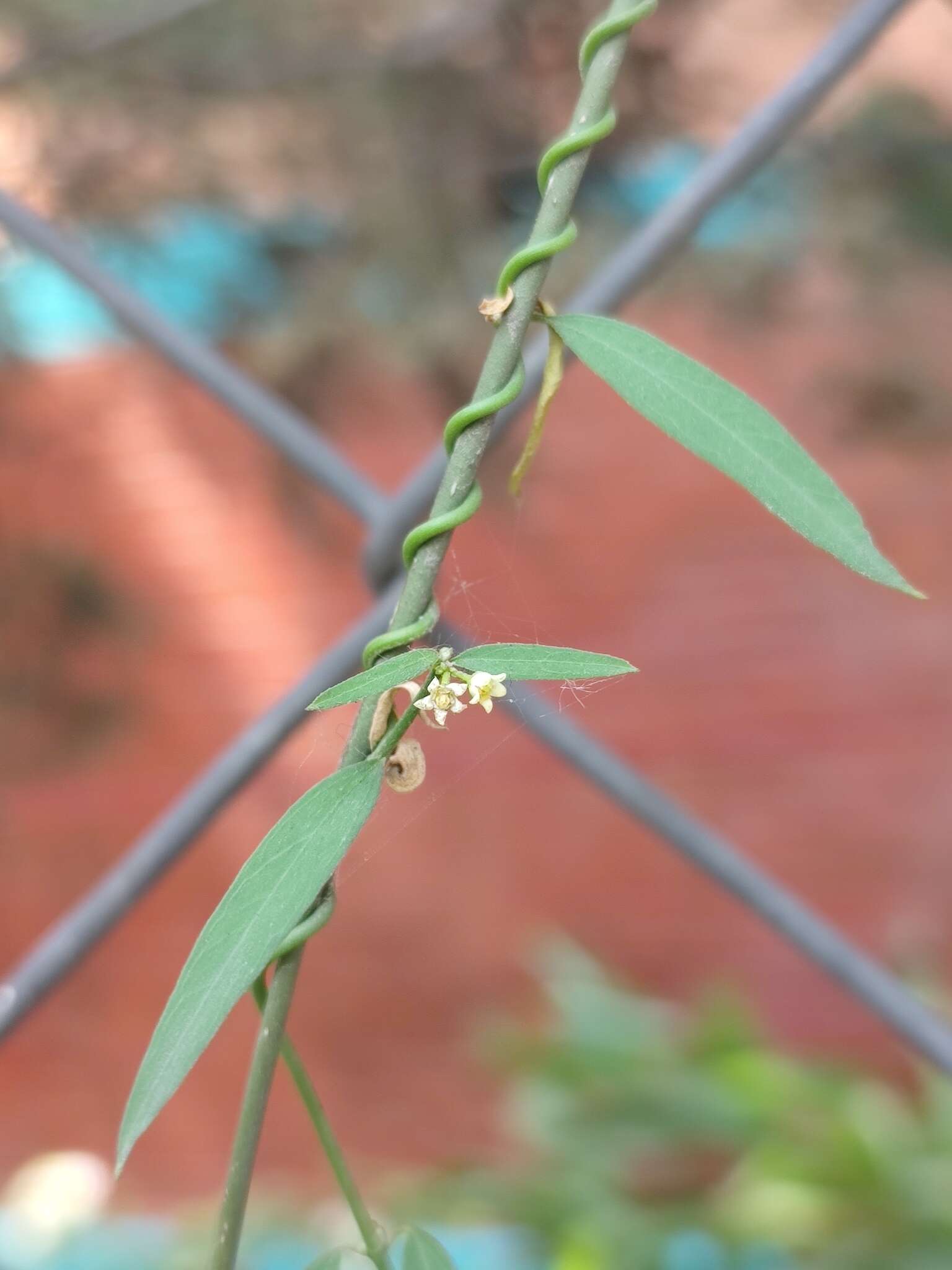 Orthosia angustifolia (Turcz.) Liede & Meve的圖片