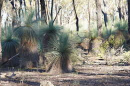 Image of Xanthorrhoea glauca subsp. angustifolia D. J. Bedford