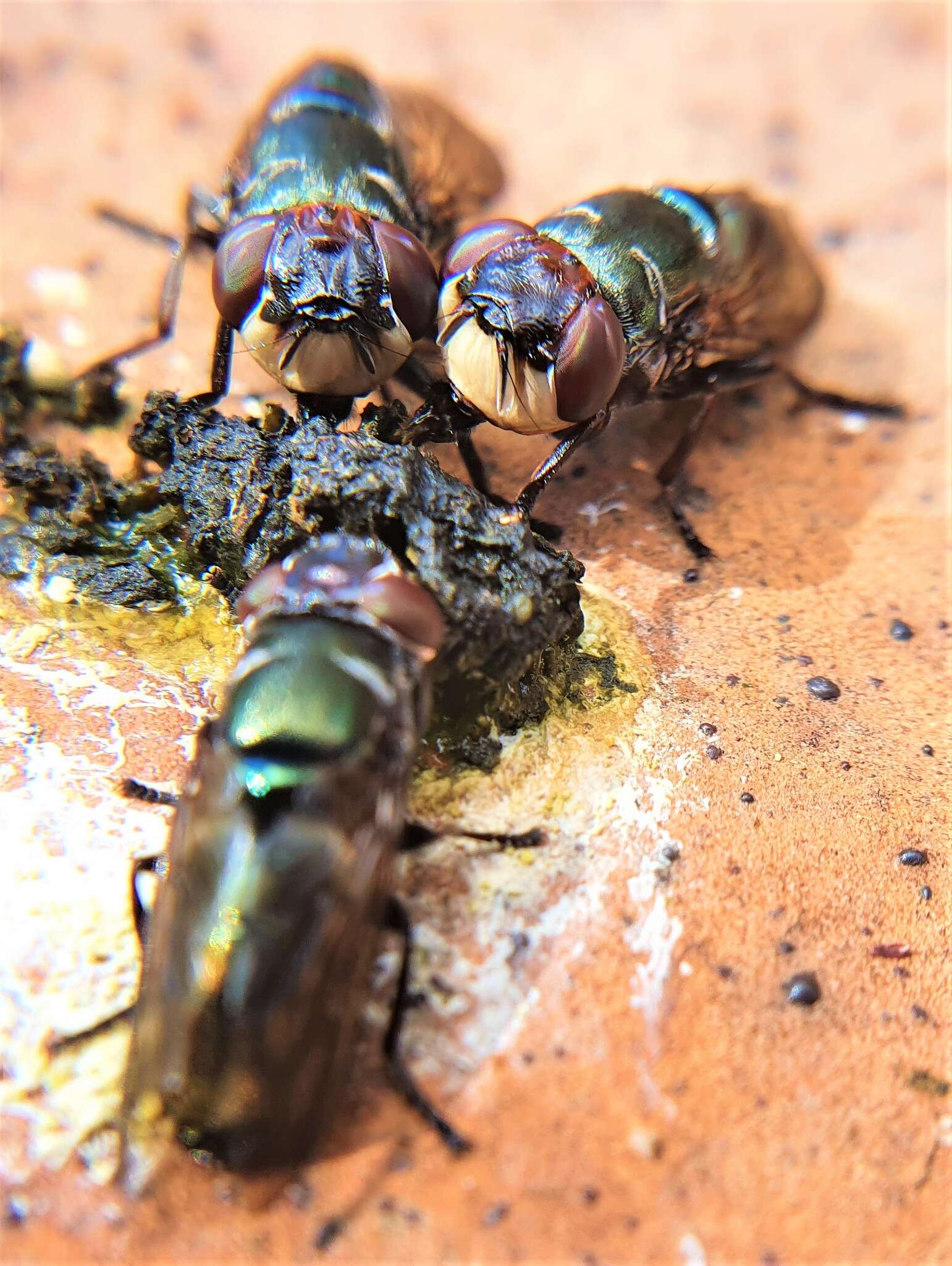 Image of Duomyia obscura Walker 1849