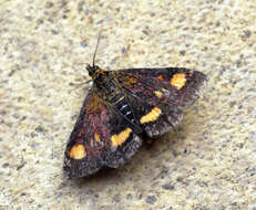 Image of Mint moth