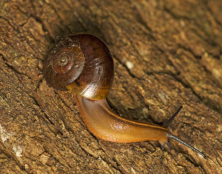 Image of Terrycarlessia turbinata Stanisic 2010