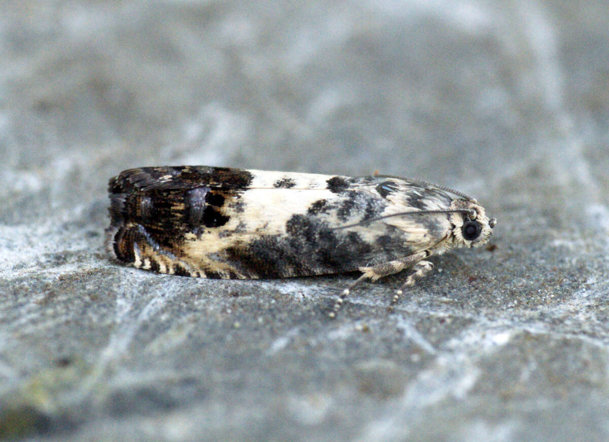 Image of Chestnut leaf roller