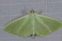 Parotis prasinophila Hampson 1912 resmi