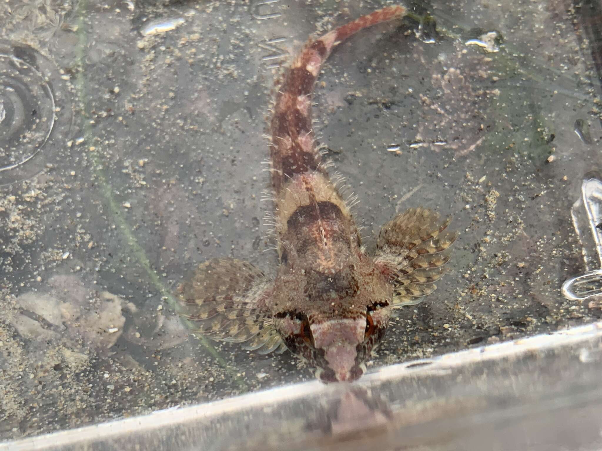 Image of Rosy sculpin