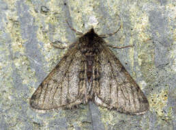 Image of pale brindled beauty