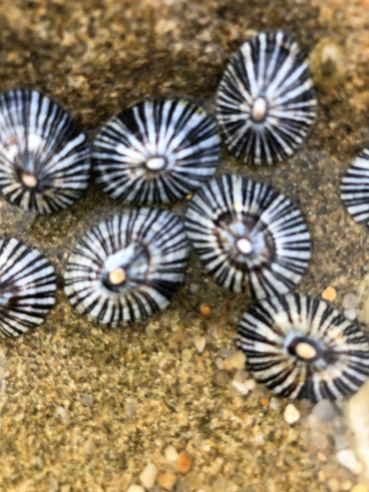 Image of Siphonaria funiculata Reeve 1856