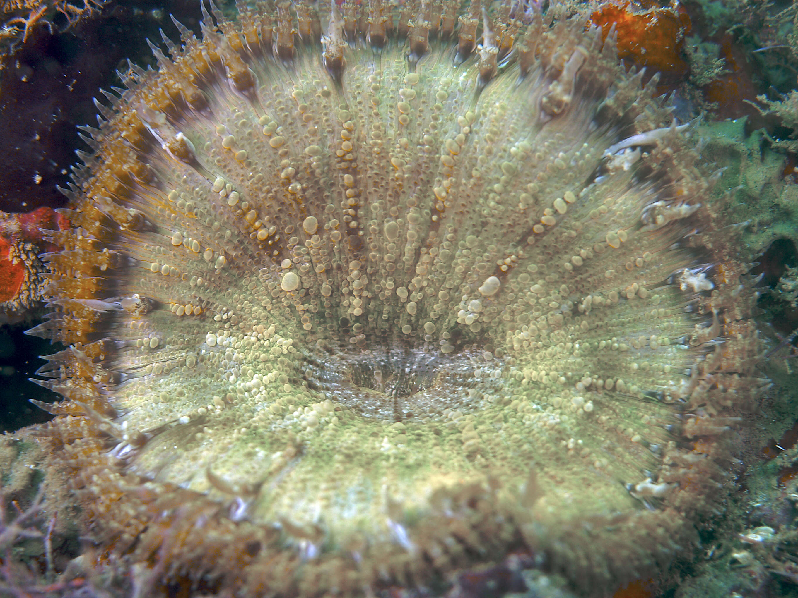 Image of beaded anemone