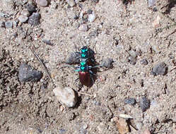 Image of Cicindela (Cicindela) scutellaris scutellaris Say 1823