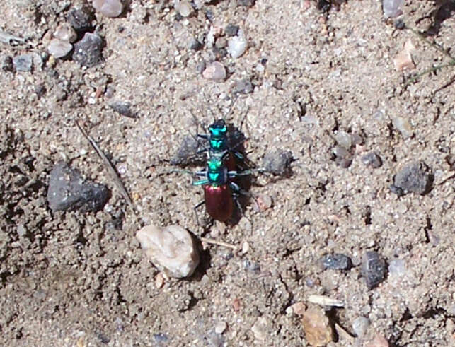 Image of Cicindela (Cicindela) scutellaris scutellaris Say 1823