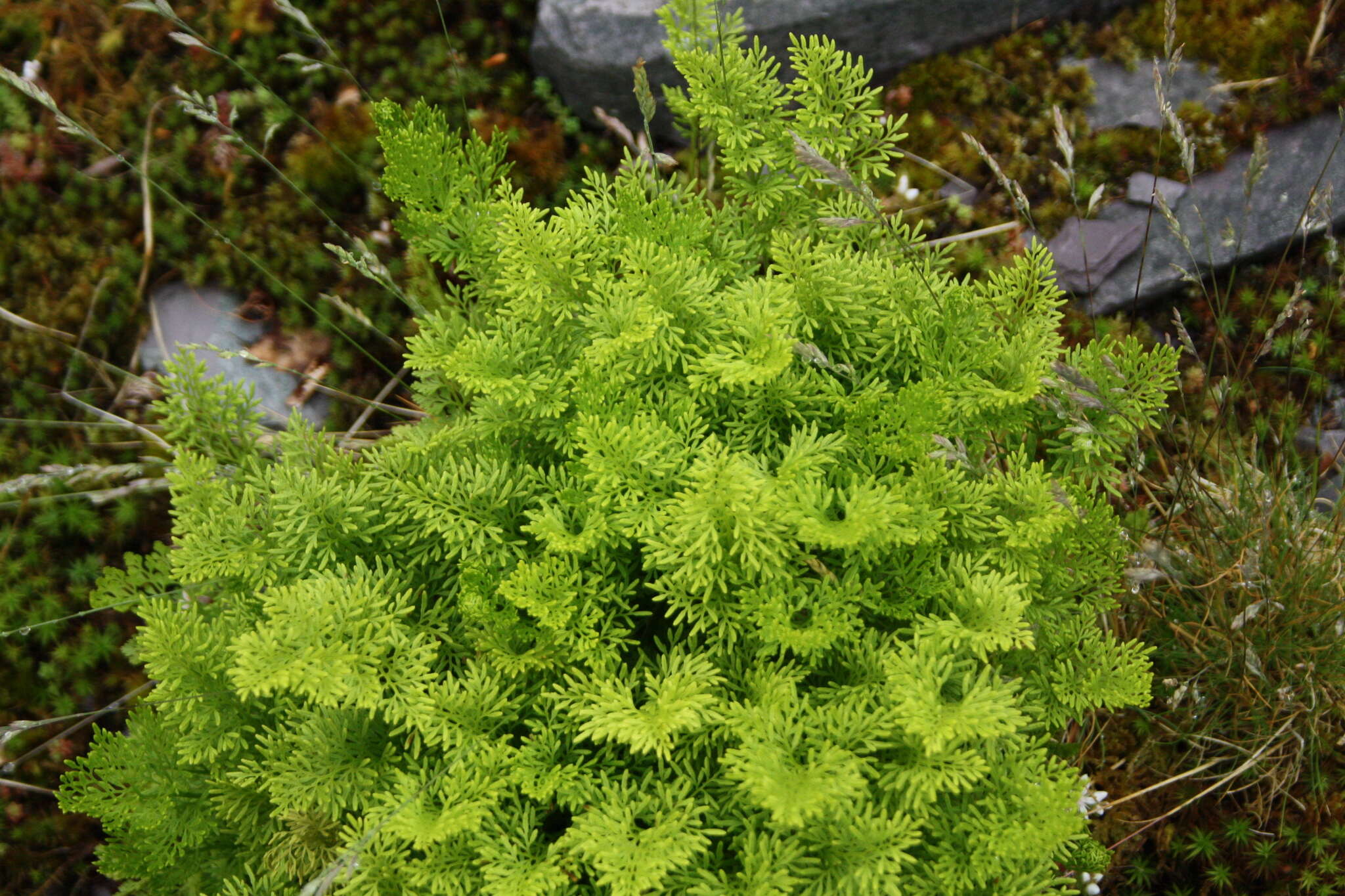 Image of parsley fern