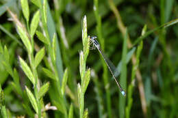 Image of Argentagrion ambiguum (Ris 1904)