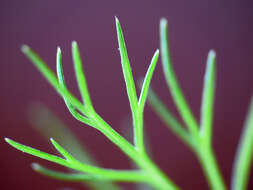 Image of fennel