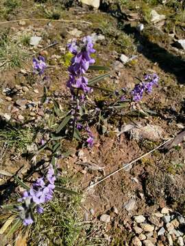 Image of Blue Bonnet