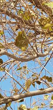 Image of Paulownia fortunei (Seem.) Hemsl.